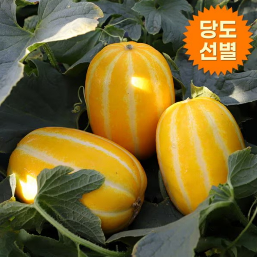 아침의뜰 김재윤님 생산 성주꿀참외 가정용 랜덤과 5kg (1개)_이미지