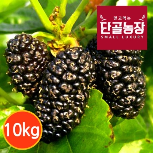 단골농장 내장산 토종 오디 생과 10kg 급냉이미지입니다. 누르면 해당 게시물로 새창이동합니다.