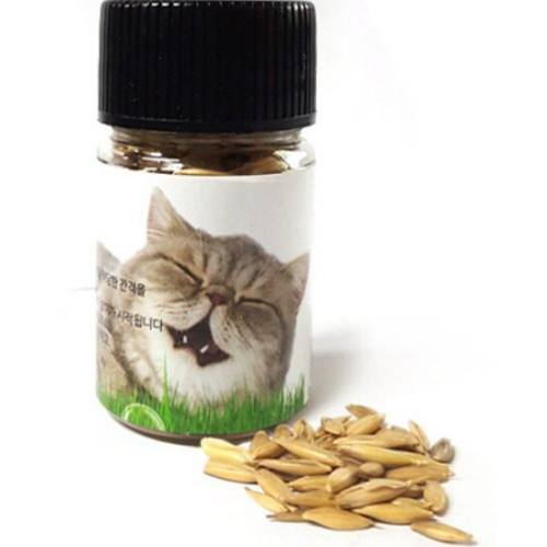 힐링타임 보리씨앗 20g/고양이풀씨앗,캣그라스