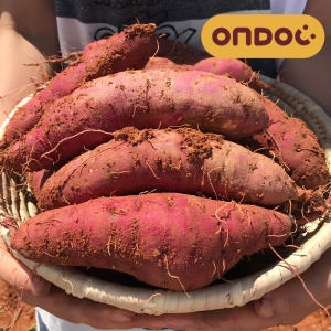 세척 베니하루카 고구마 중상 5kg