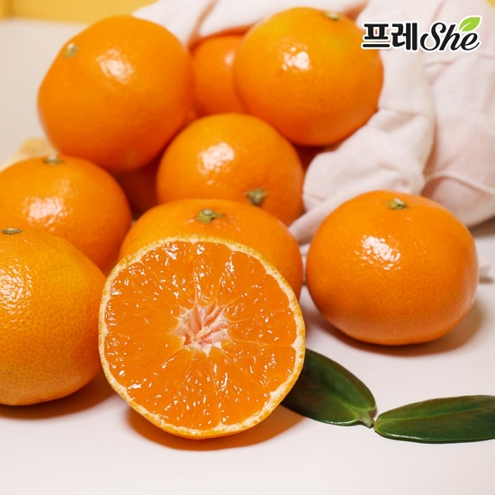 21����Ǫ�� ���� ���絵 Ÿ�̺� ���� 2.5kg �ξ�� S-M