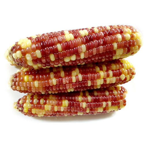 알록달록 삶은 찰옥수수 10개입이미지입니다. 누르면 해당 게시물로 새창이동합니다.