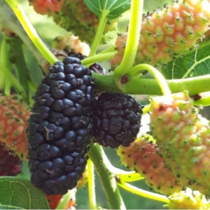 [불명] 2023년 햇 오디 생과 5kg (1개)_이미지