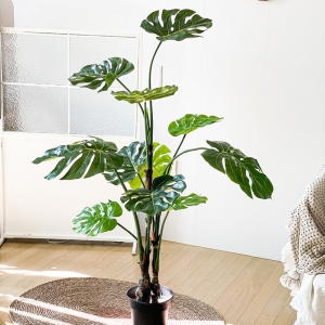 림드 림드 그리너리 몬스테라 조화나무 화분_이미지