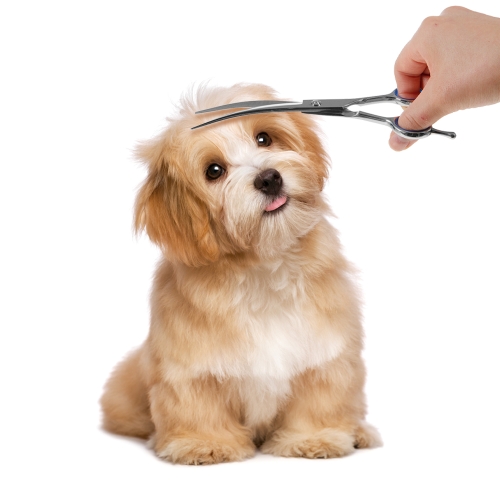 코멧 펫 커브 미용가위 18cm (1개)