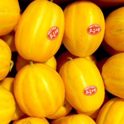 상생농장 고당도 성주 꿀참외 가정용 크기랜덤 3kg (1개)_이미지