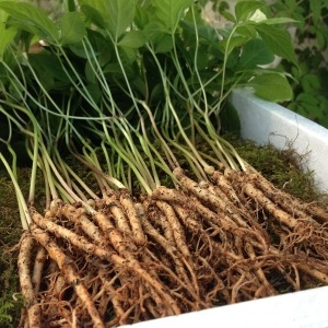 파머스토리 장성 새싹삼 150뿌리_이미지
