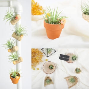 [불명] 돼지 마그네틱 미니토분 틸란드시아