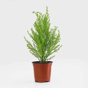 마이플랜트 율마 윌마 소형 모종 공기정화식물