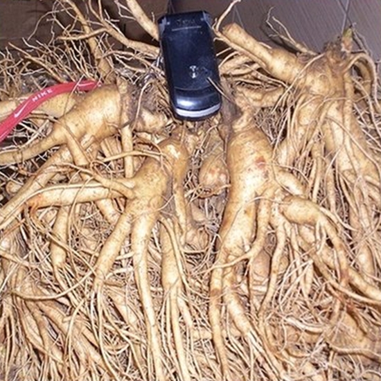 금산인삼 난발삼 왕대 5~6뿌리 750g (1개)