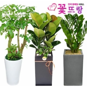 꽃뜨랑 공기정화식물 개업화분/집들이/스투키/행운목/금전수 전국꽃배달_이미지