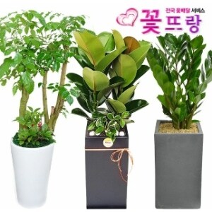 꽃뜨랑 공기정화식물 개업화분/집들이/스투키/행운목/금전수 전국꽃배달