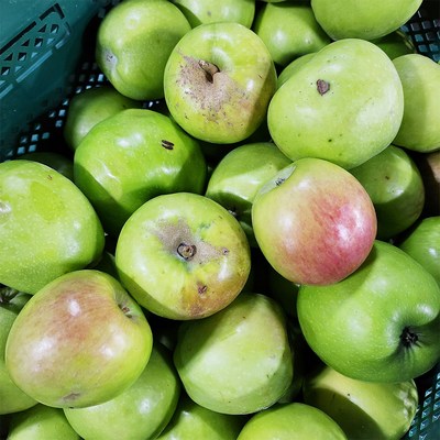 아침이슬 경북 맛있는 빨간 부사 여름 청사과 가정용 사과 여름 청사과 주스용 심한멍미색점박등반품교환X_이미지