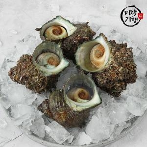 미각기행 통영 뿔소라 1kg (1개)_이미지