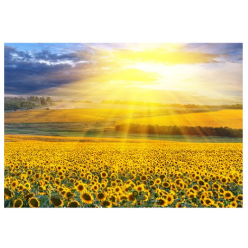 아트웍디자인스튜디오 빛내림 해바라기 아크릴 액자 60x90_이미지