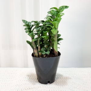 ������ ���������� �̴���ǰ �������� ������ ���� ���� ������ȭ�Ĺ� ���������� �̴���ǰ