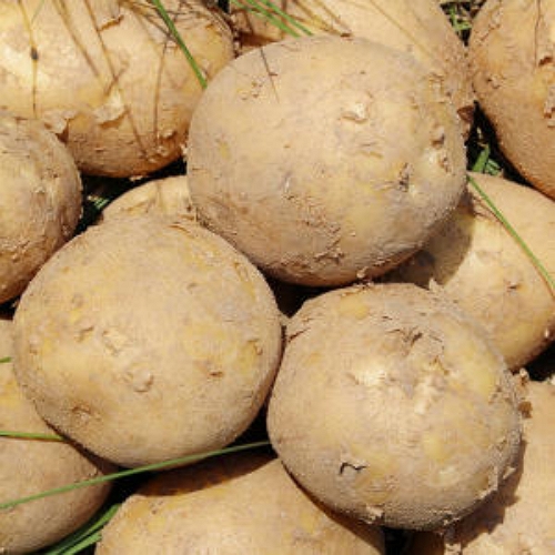 팔도농장 하우스 햇 수미감자 왕특 10kg