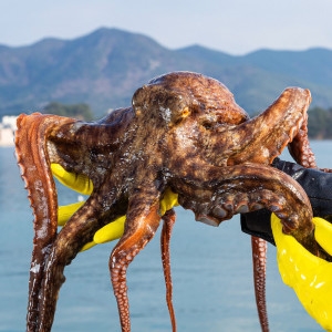 통영 산지직송 자연산 생물 활 돌문어 1.5kg