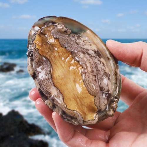 ��������� �ϵ� Ȱ���� 9~10�� 1kg