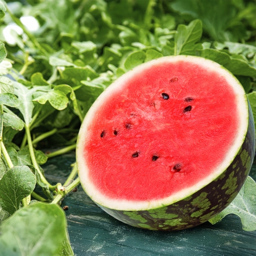 ���� �ܴ��� ���� ���絵 4-5kg