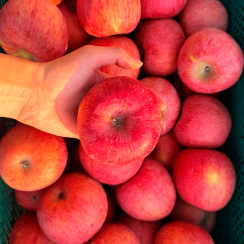 고당도 A급 가정용 부사사과 소과 5kg 25-35과