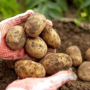 착한식탁 포슬포슬 감자 5kg 대_이미지