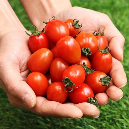 베리카인드 대추방울토마토 3번과 5kg