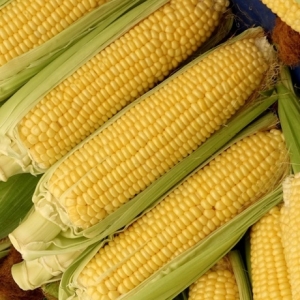 프레시퍼스트 햇 초당옥수수 중품 5개 가식9cm 이상 못난이