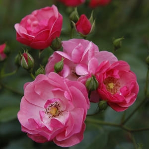 ��ǰ �� �̹���