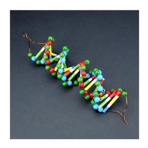  DNA 모형 20쌍 5명 세트