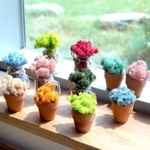 모스 DIY세트 이태리토분 공기정화식물