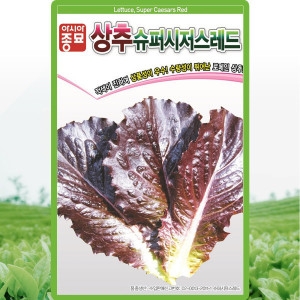 아시아종묘 레드로메인상추씨앗 1000립 슈퍼시저스레드 적로메인 상추씨앗 씨 종자