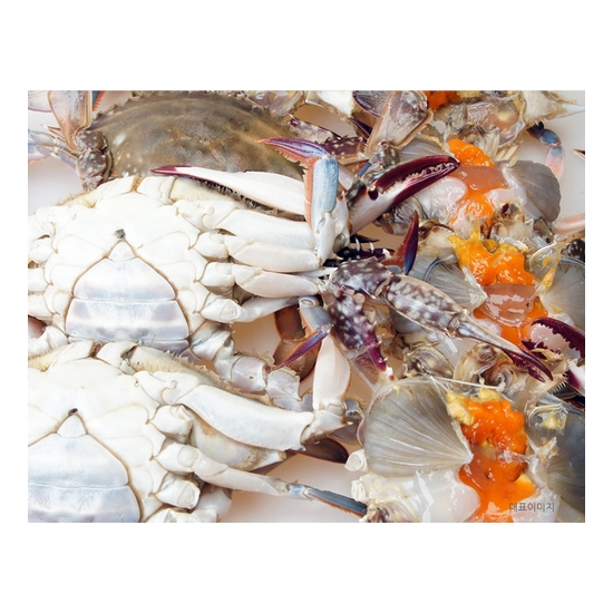 노량진수산시장 암꽃게 (급냉) 10kg (1개)_이미지