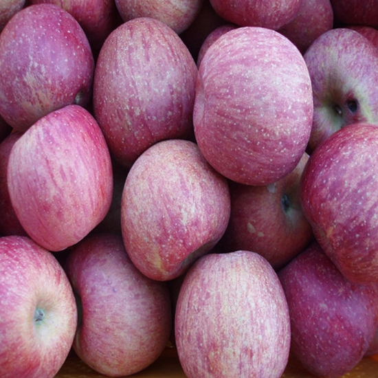 [불명] 털보네사과 특고당 꿀사과 흠과 9kg내외 (1개)