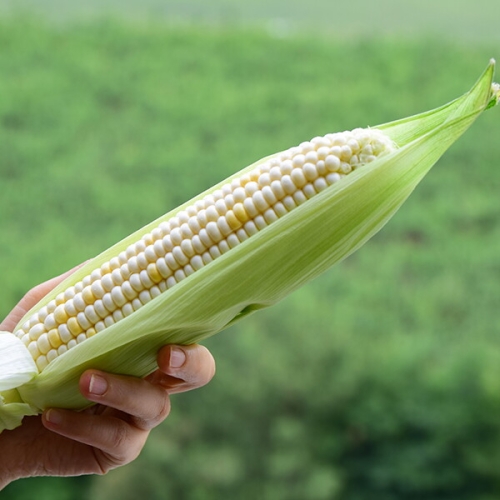 팜쿡 괴산 대학찰옥수수 17cm내외 (20개)_이미지