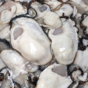 오렌지씨푸드 특A+급 통영 산지직송 제철 생굴 1kg (1개)