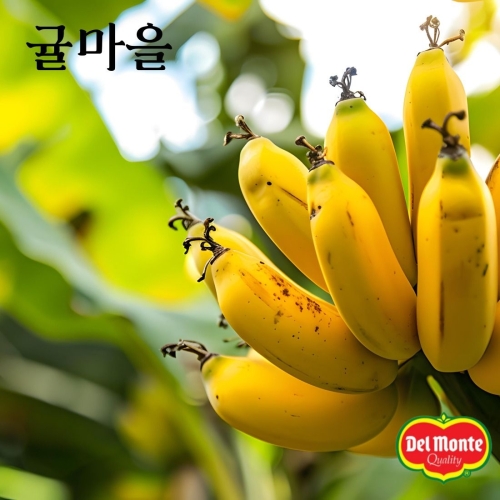 델몬트 바나나  2.6kg내외 (1개)_이미지