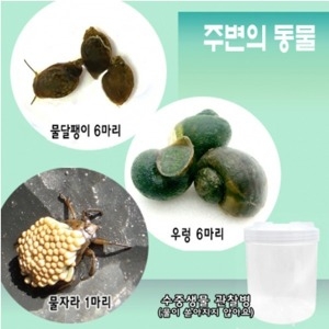 [불명] 주변의동물-물속생물 물자라 우렁 물달팽이 EDU-33742 생물체험학습교재
