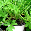 칠천 구몬초 모기쫓는 Herb