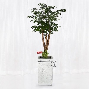 구구플라워 해피트리 D571