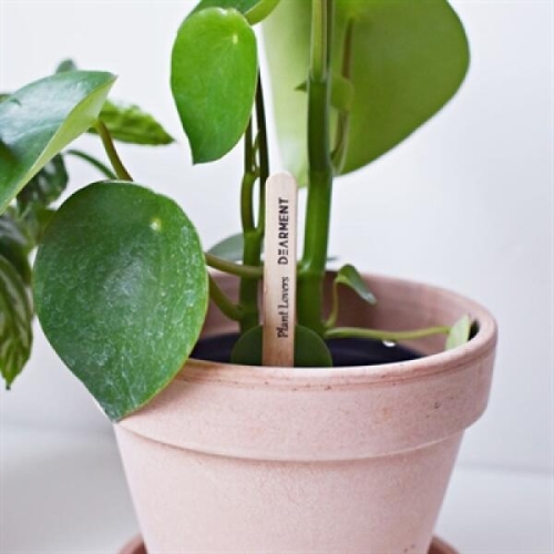 디어먼트 화분 물주기 테스트 막대 5개 공기정화 식물