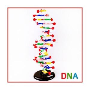 DNA 모형 대형 R-만들기키트_이미지