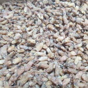 웰빙미래 꼴뚜기중 500g 한봉 마른꼴뚜기 건꼴뚜기 술안주 꼴뚜기조림반찬 꼴뚜기_이미지