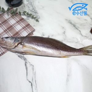 반건조 민어조기 중 32cm