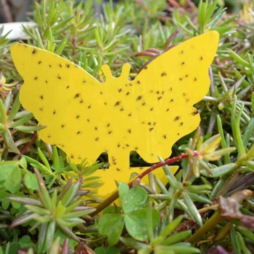 갓샵 화분 가든 트랩 (10개입)_이미지