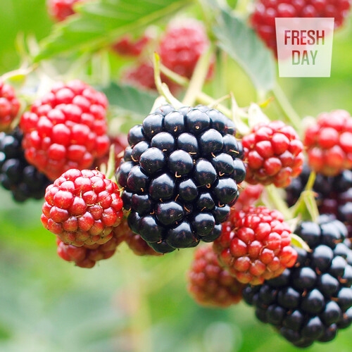 프레시데이 고창 토종 냉동 복분자 5kg