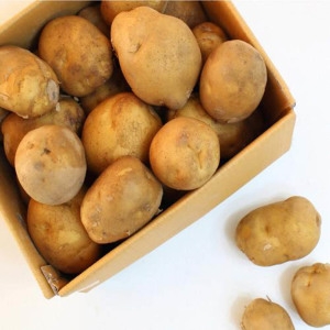  해도지영농조합 햇 못난이 감자 특 5kg [1개]