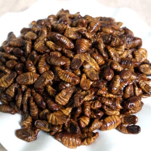쪽빛누리 번데기 1kg [1개]