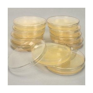 사이언스119 세균 배양 배지 60mm /JS-22408/생물