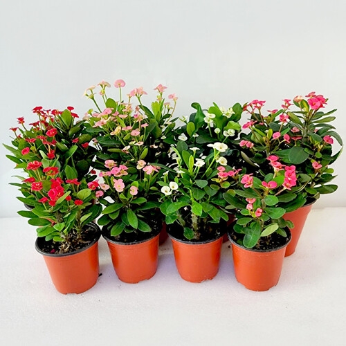 �����÷�Ʈ �ɱ⸰ ���� ���� ��ȭ��